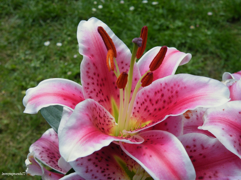 lys dans le jardin de maman