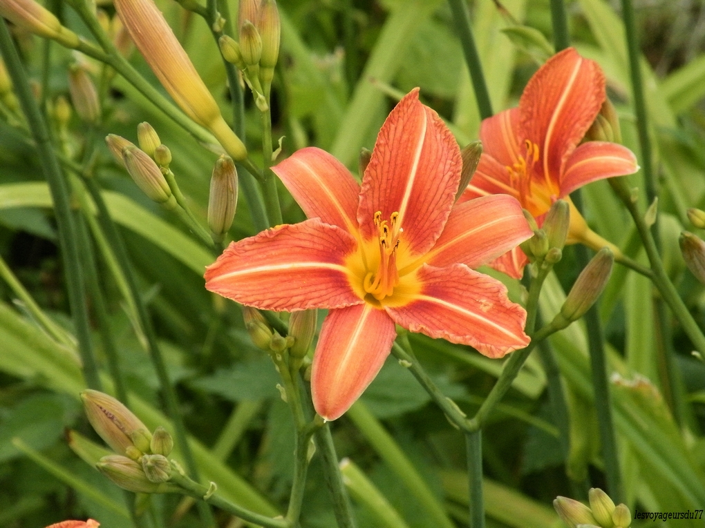 lys sauvage  au bord d'un cour d'eau