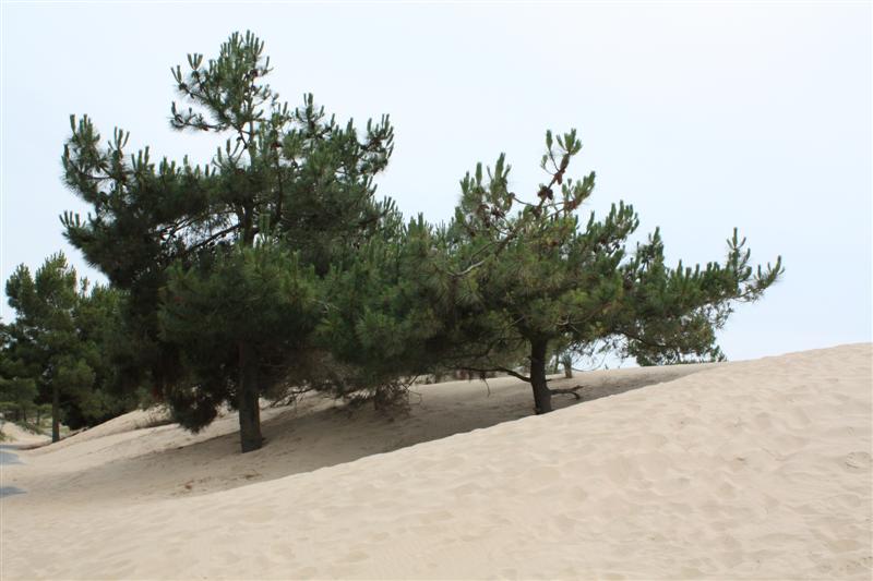 IMG_1126 (Medium).JPG