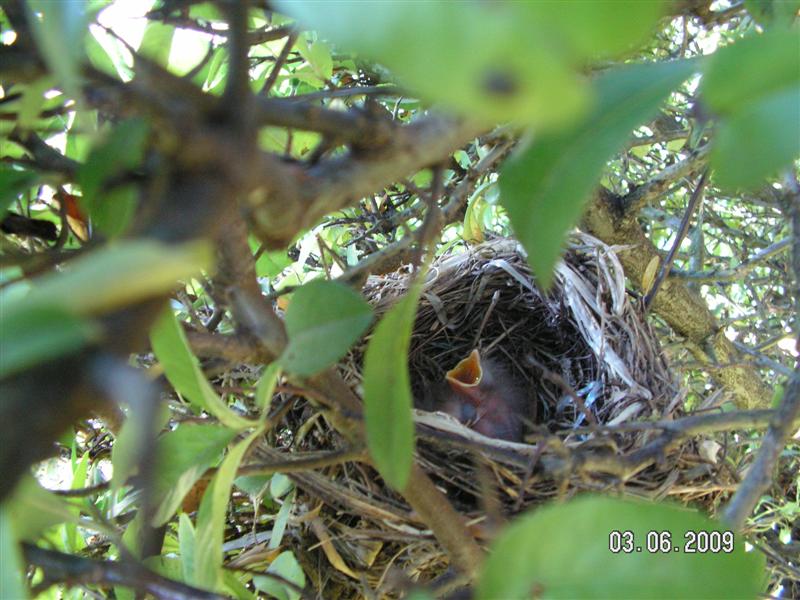 Ces deux petits merles adorables ne sont plus, ils ont été détruits durant mon absence