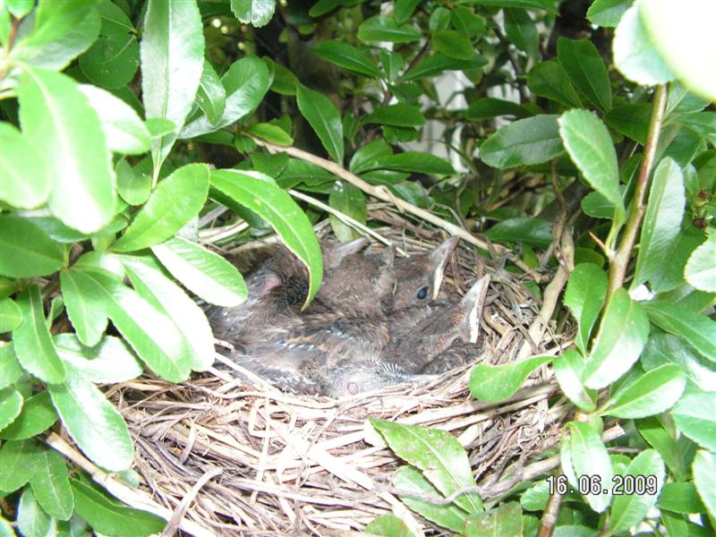 PICT0886 (Medium) (2).JPG