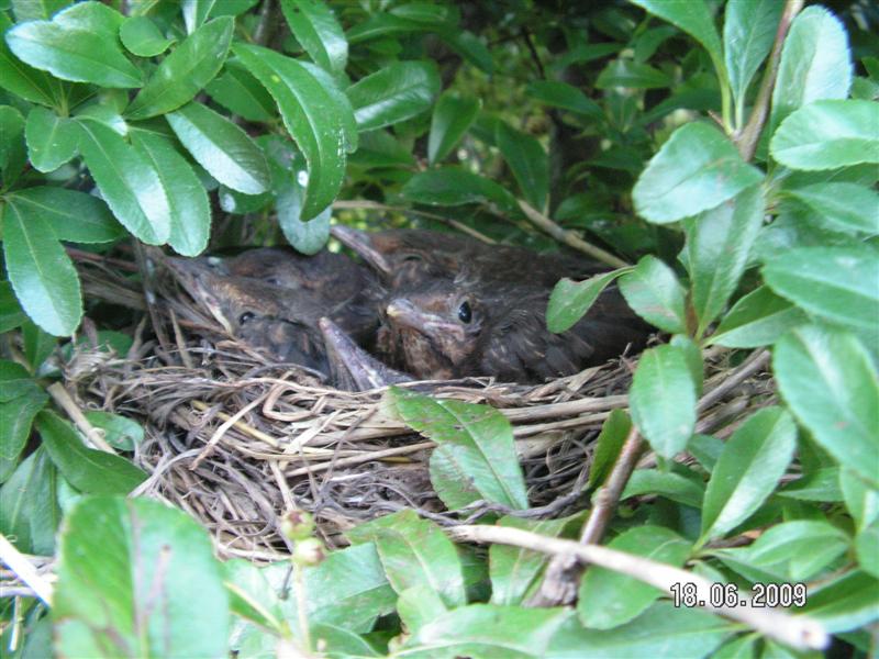 PICT0889 (Medium) (2).JPG