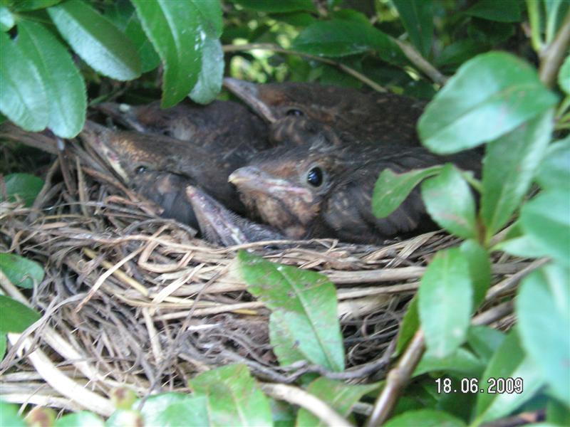 Je n'avais pas fait gaffe je croyais qu'il y en avait 4 et non, c'est 5, c'est une nichée exceptionnelle, souvent c'est 2 voir 3, chez les merles.