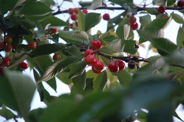 DSC_0397 (Small).JPG