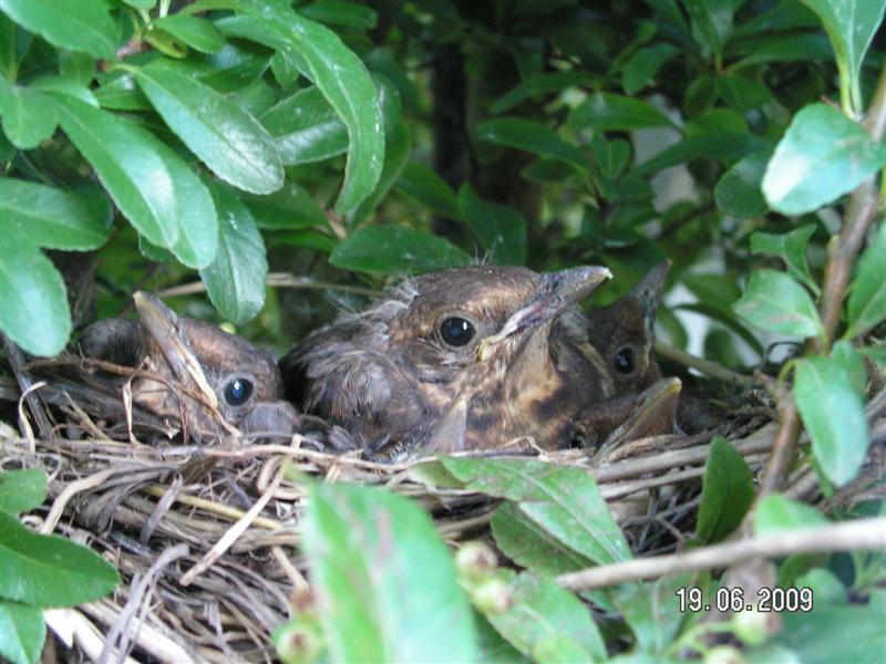 PICT0003 (Medium).JPG