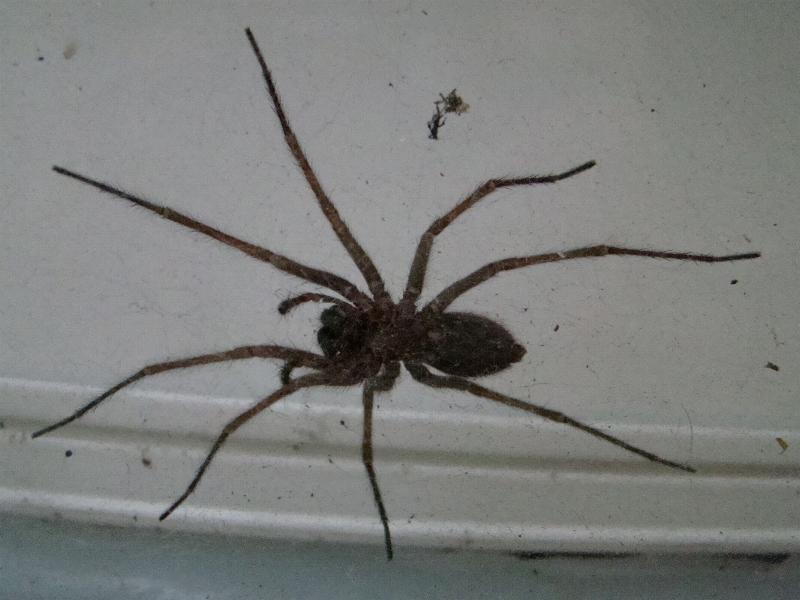 araignée.JPG