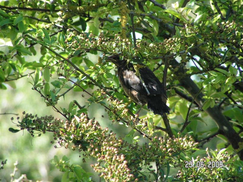 Première sortie du nid