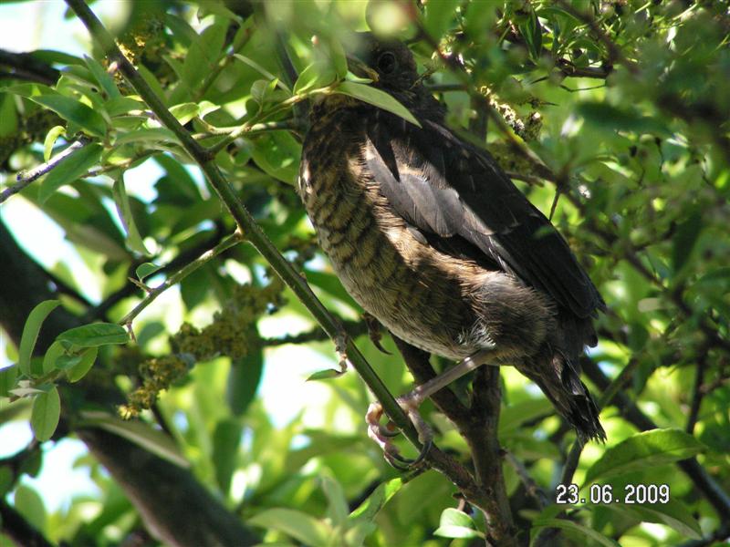 J'ai pas vu les frères et soeurs