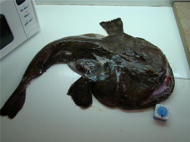 Une Baudroie de 7 Kg