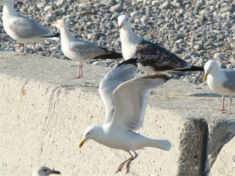 DSC02542 (Medium).JPG