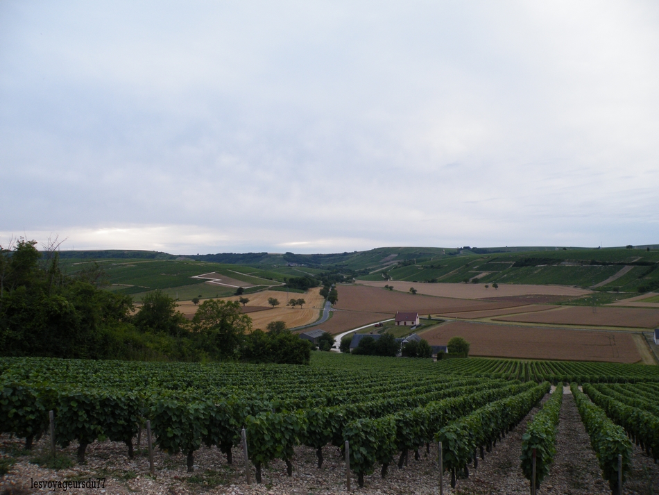 le vignoble sancerrois