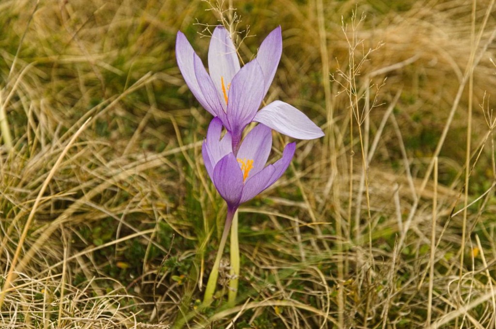 Les crocus dans les prairies d'altitude (1800 m)