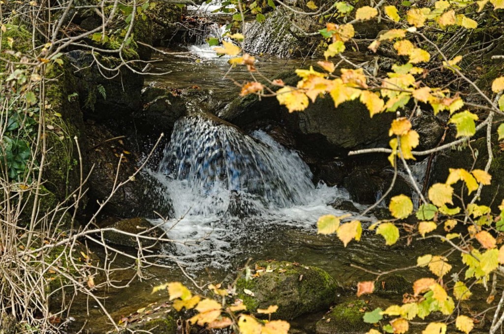 L'Ourse dans La vallée de la Barousse
