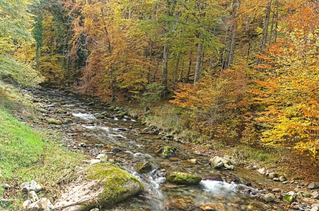 L'ourse dans La vallée de la Barousse