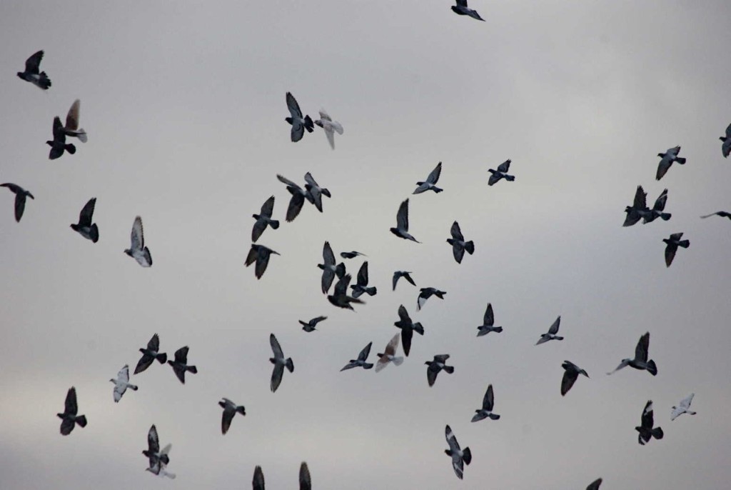 Envol de pigeons