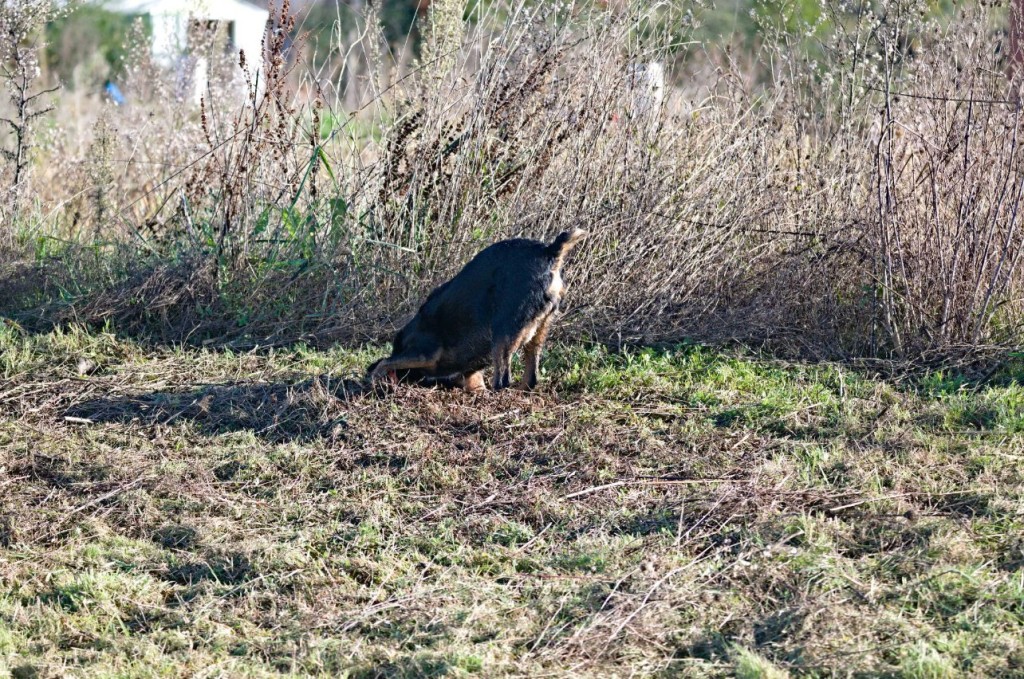 C'est bien un terrier !