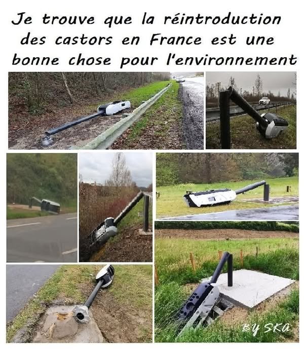 Castors.jpg