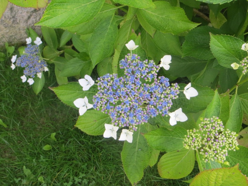 Fleur ressemblant à l'hortensia : Hydrangea serrata