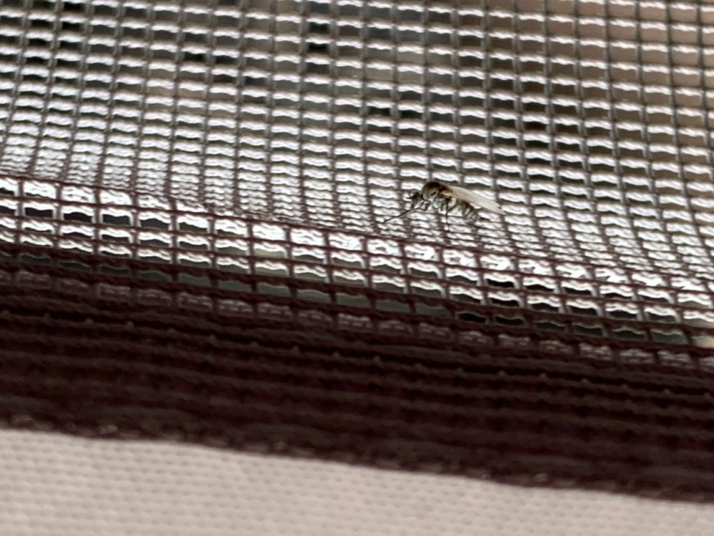 IMG_7918.jpeg (395.29 Kio) Vu 4251 fois un jeune moustique tout aussi redoutable