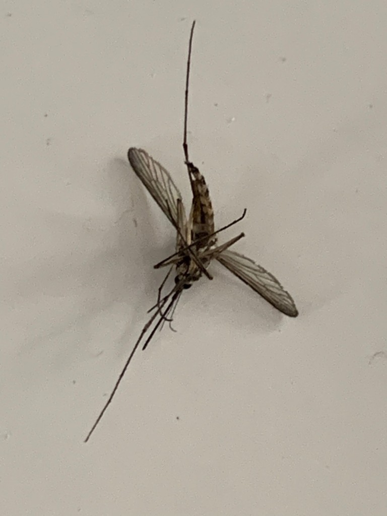 Moustique , pas de bruit , démangeaisons garanties