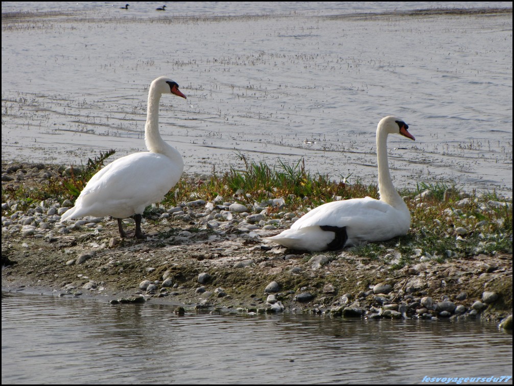 IMG_0386 [1000X750].JPG