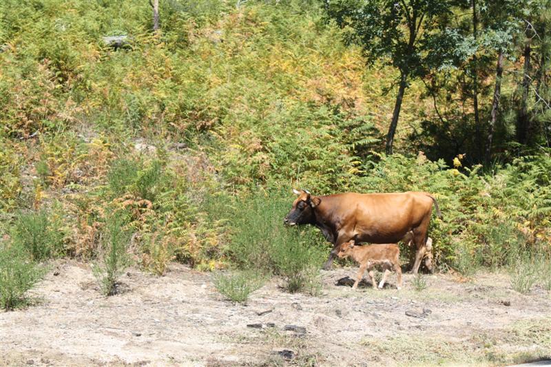 Ballade aux Aiguilles de Bavella