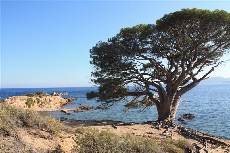 Plage de Acciagjhu