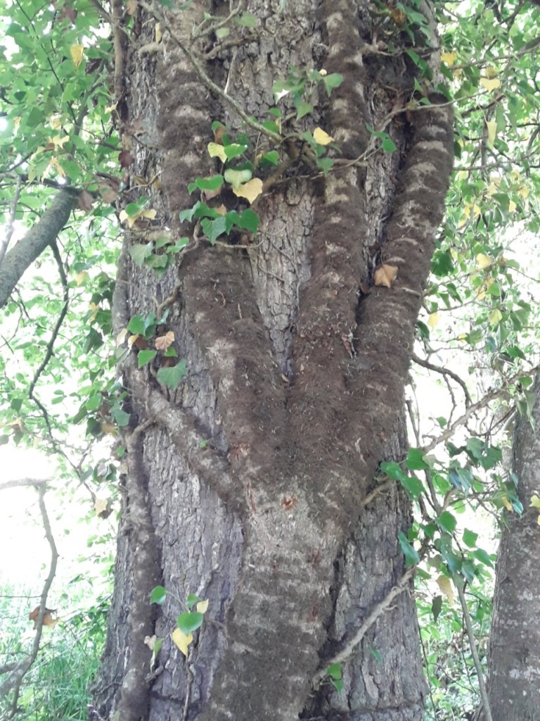 20210611_165342.jpg (326.44 Kio) Vu 3180 fois La main du Diable ?