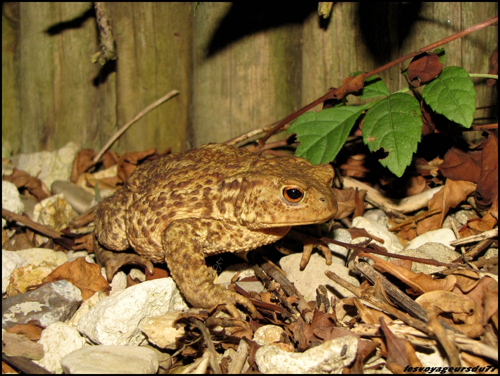 crapJPG [1000X750].jpg