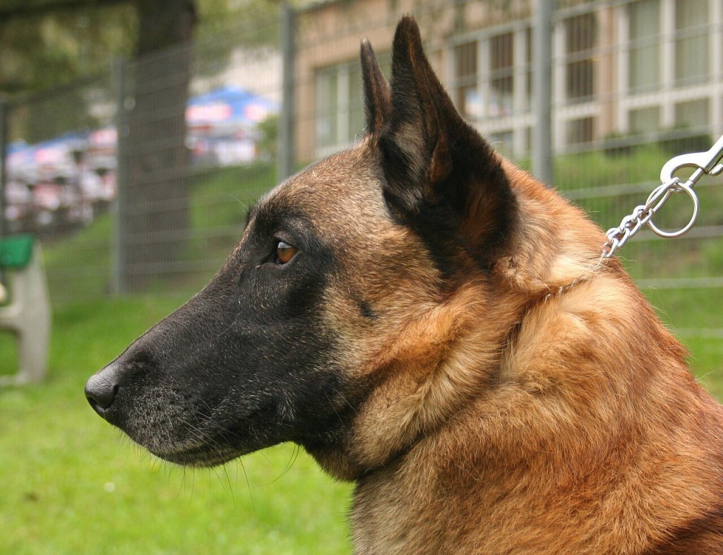 Malinois_glowa_rybnik_-_kamien_pl.jpg