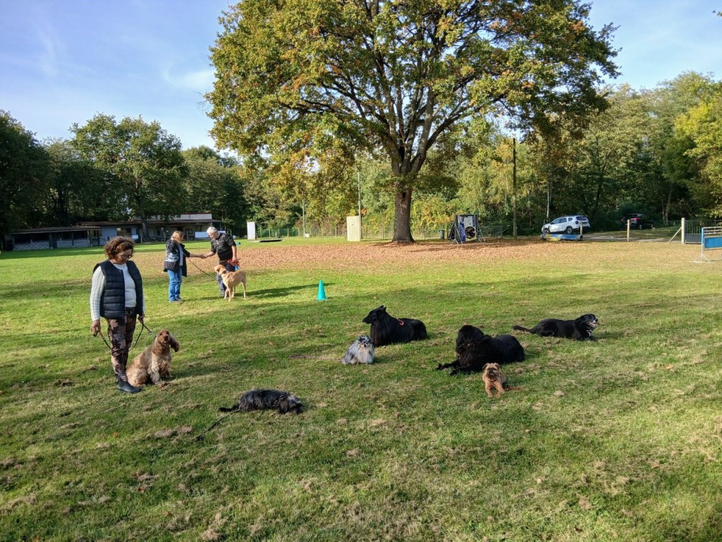 20251018_153855.jpg (513.1 Kio) Vu 783 fois Pendant un cours d'obéissance.