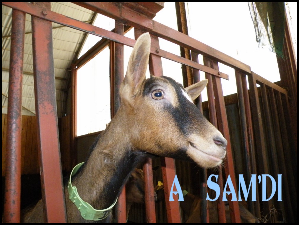 DSCF6323 [1000X750].JPG