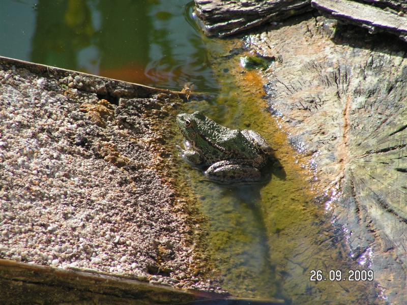 Cet aprem dans mon bassin