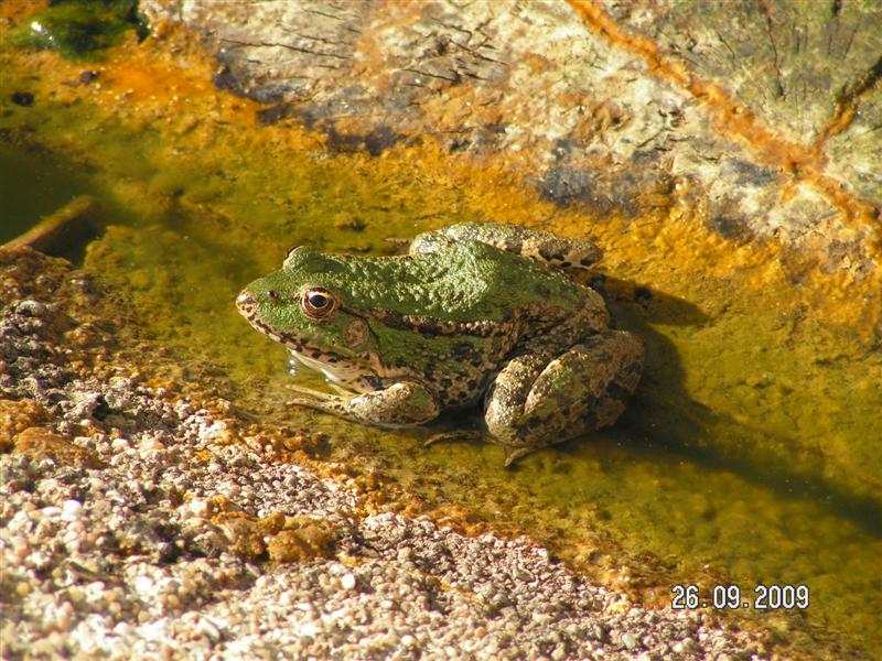 PICT0022a (Medium).JPG