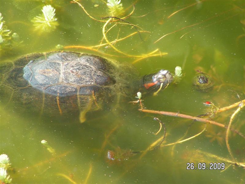 Une copine aux poissons et aux grenouilles