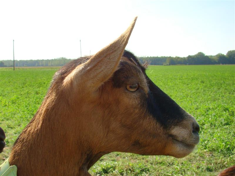 DSC06738 (Medium).JPG