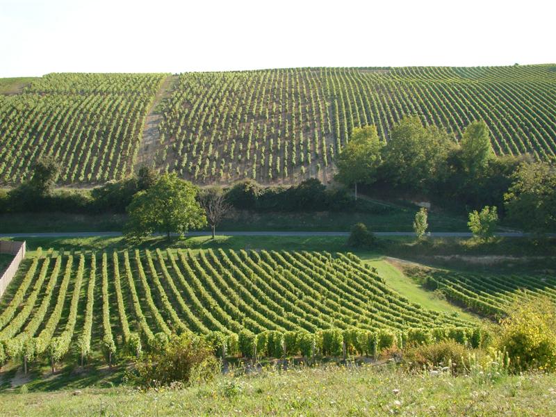 DSC06543 (Medium).JPG