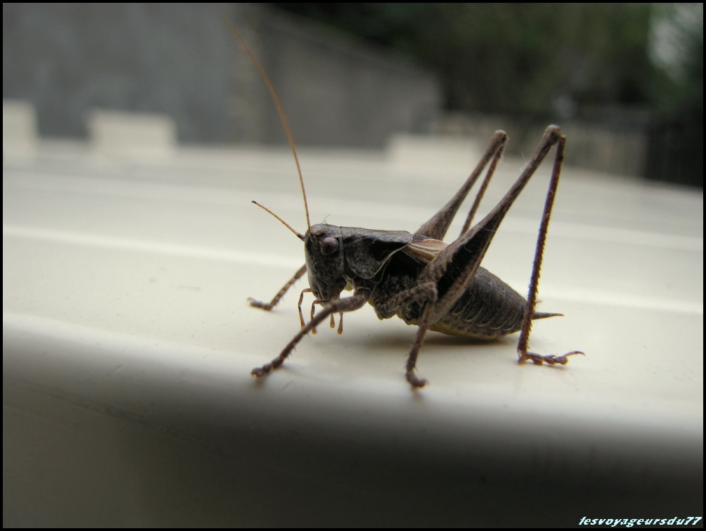 SAUT [1000X750] (2).JPG