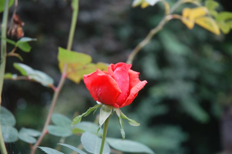 jardin.jpg (Medium).JPG