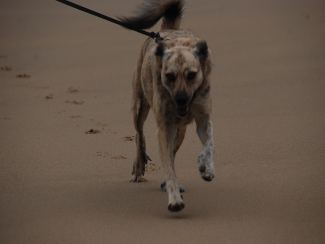 Eole découvre la plage