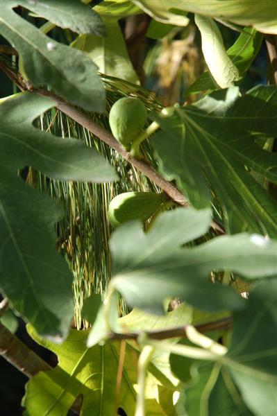 DSC_1247 (Medium).JPG