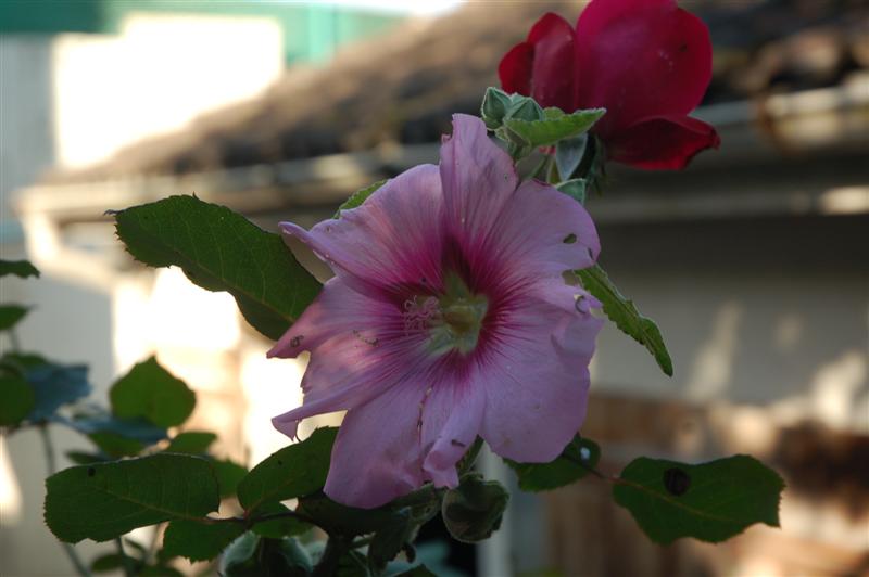 DSC_1250 (Medium).JPG