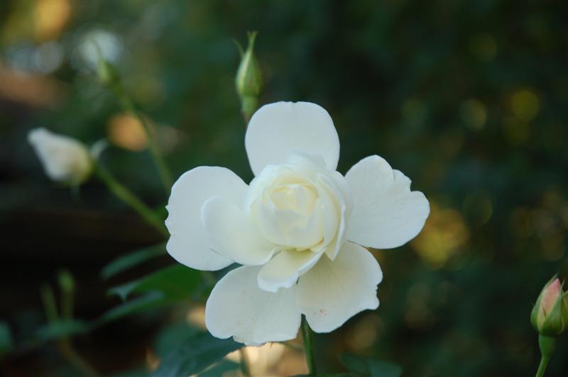 DSC_1249 (Medium).JPG