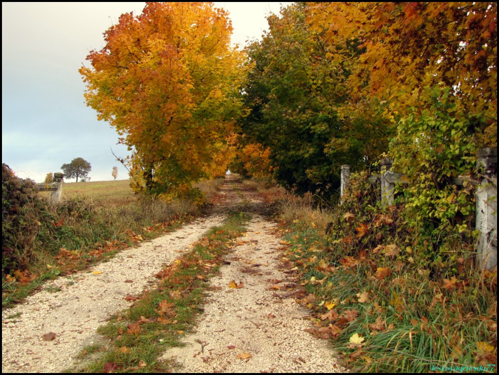 AUTOMNE2 [1000X750].JPG