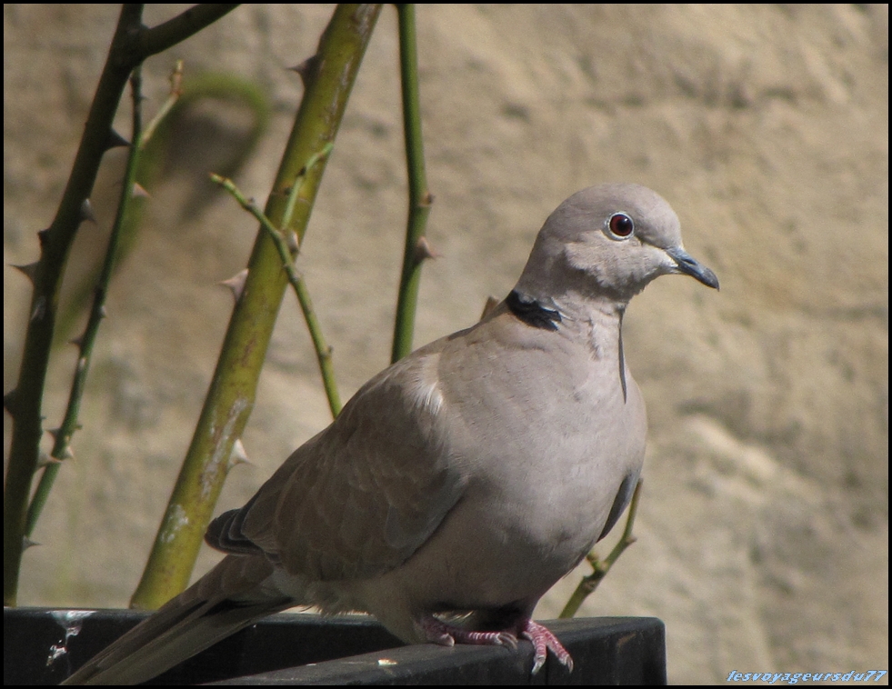 tourt [1000X750].JPG