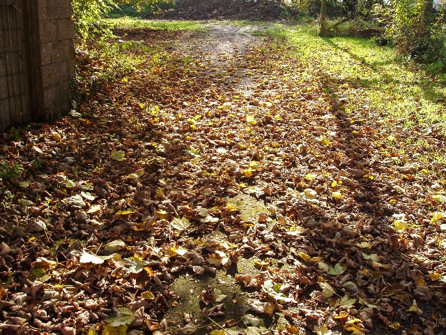 Mais faut ramasser !.jpg