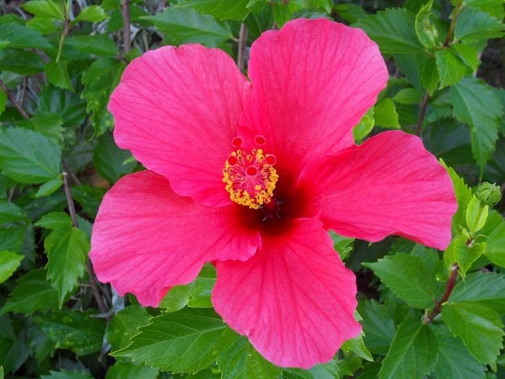 hibiscus forum.jpg