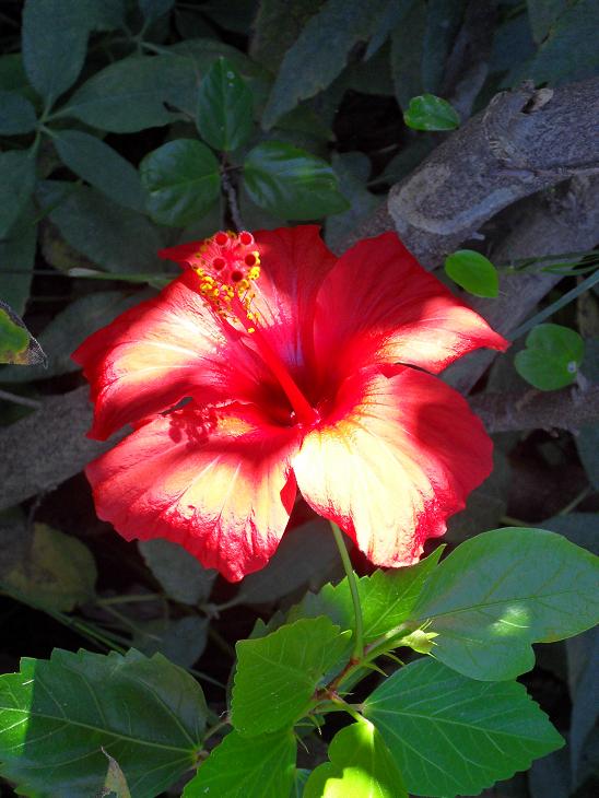 hibiscus 2.jpg