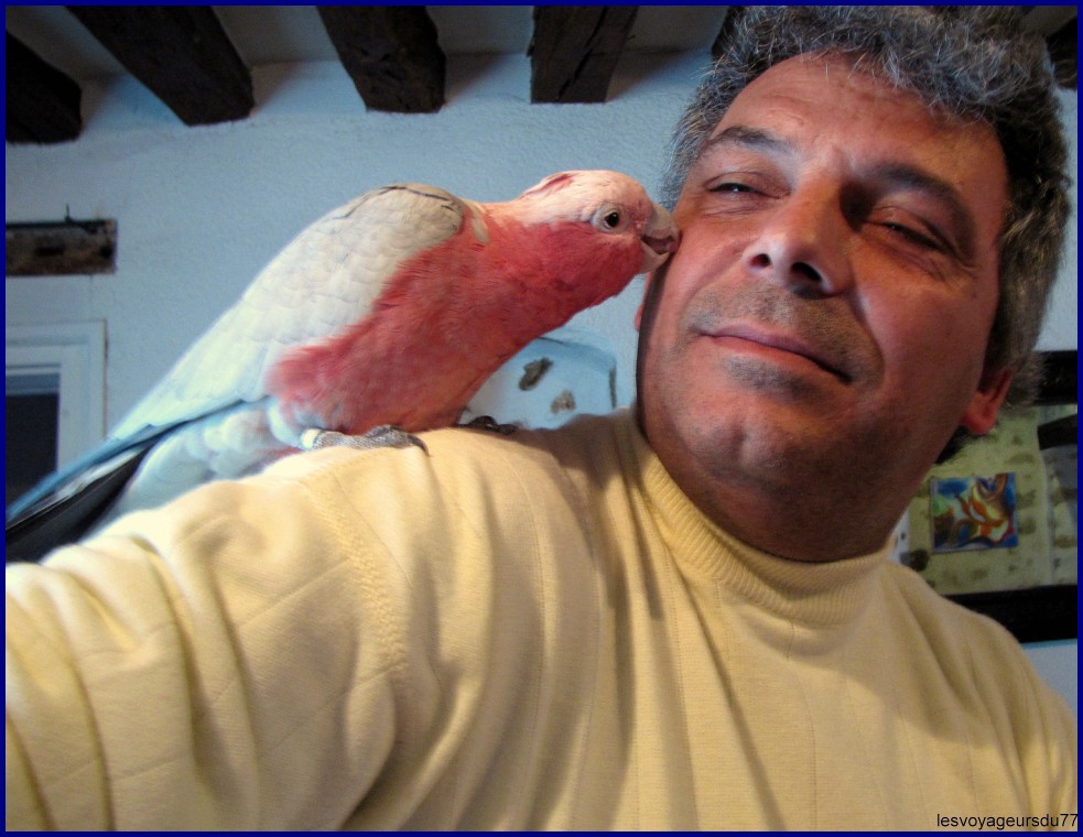 PERROQ [1000X750].JPG