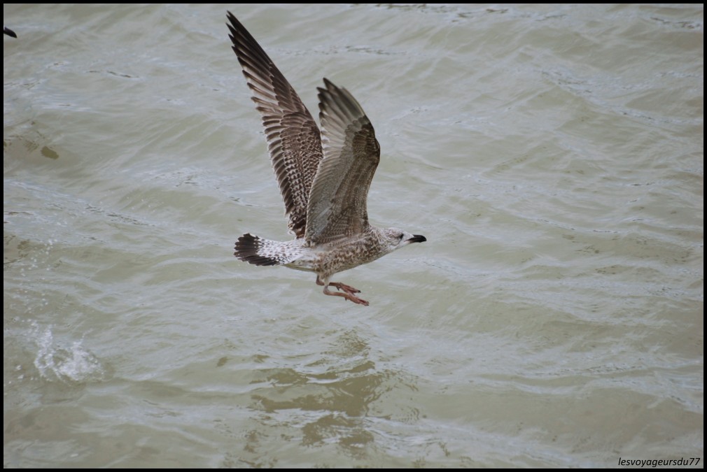 atterrissage(amerrissage)